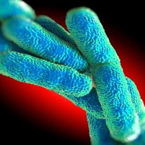 תמונת מיקרוסקופ של חיידקים